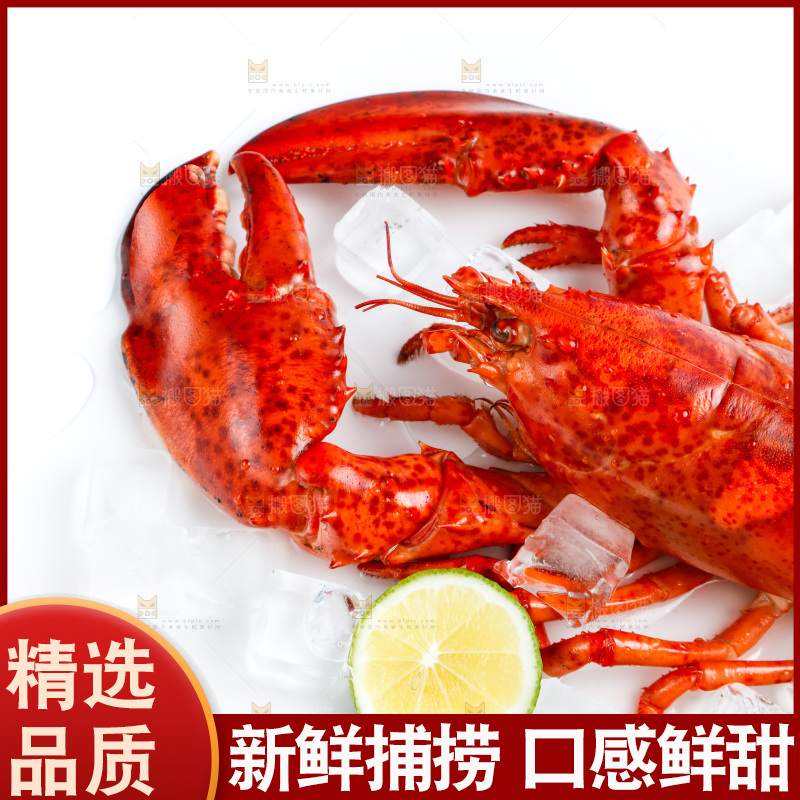 白底上放着澳洲大龙虾