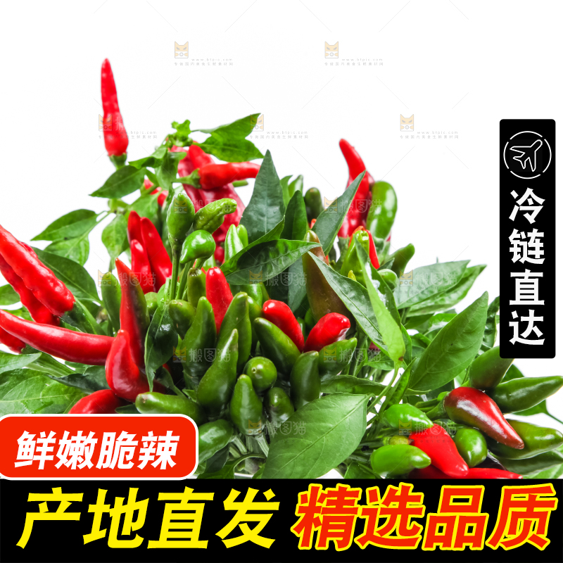 白底上的小米椒