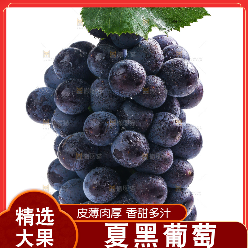 白底上的夏黑葡萄
