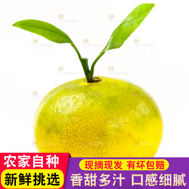 白底上的青皮蜜橘