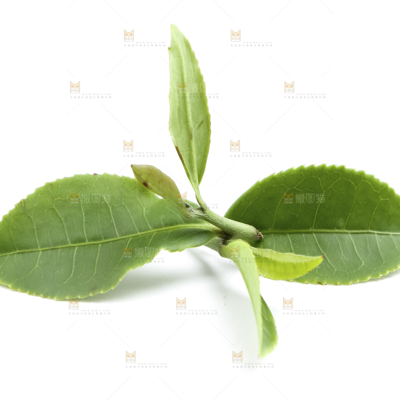 白底上的茶叶