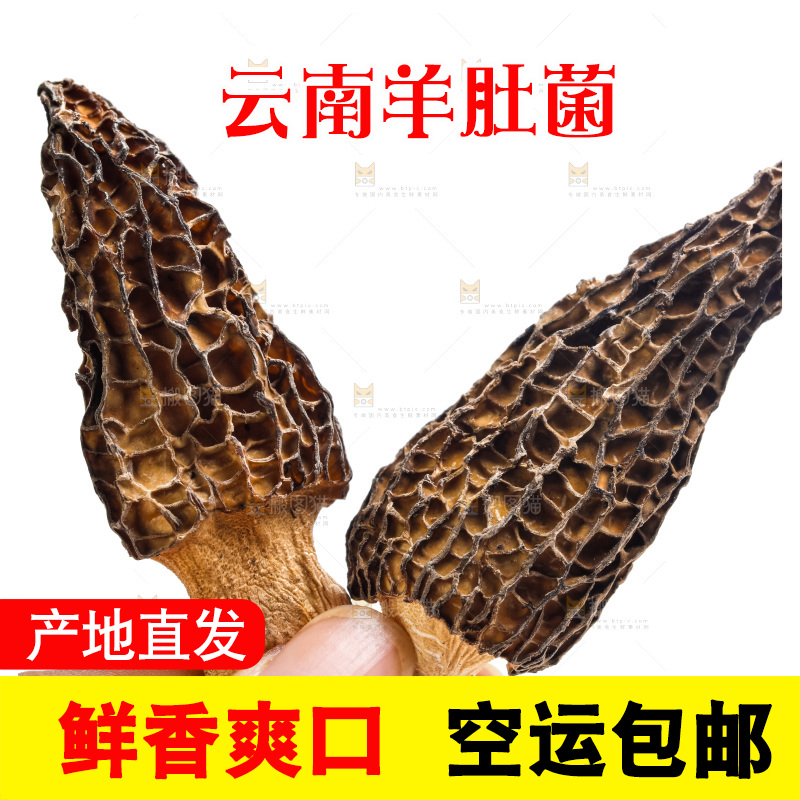 手拿羊肚菌