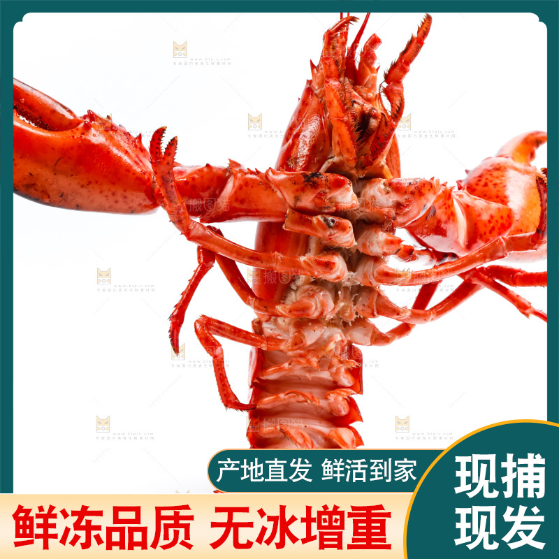 白底上放着澳洲大龙虾