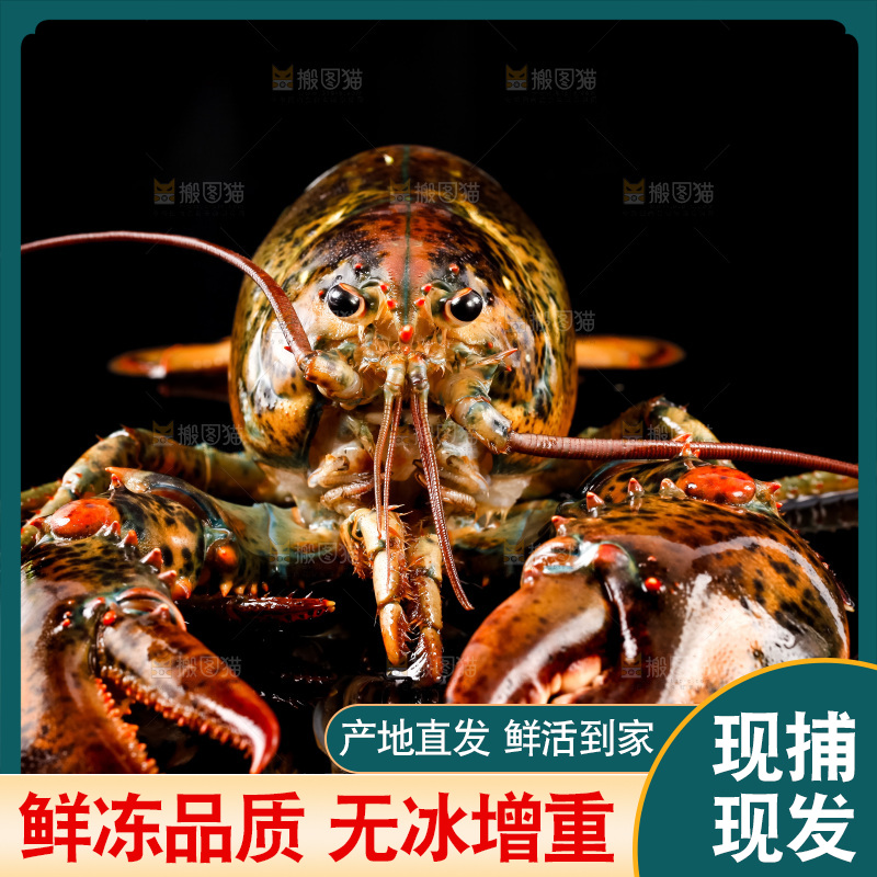 黑底上放着波士顿龙虾