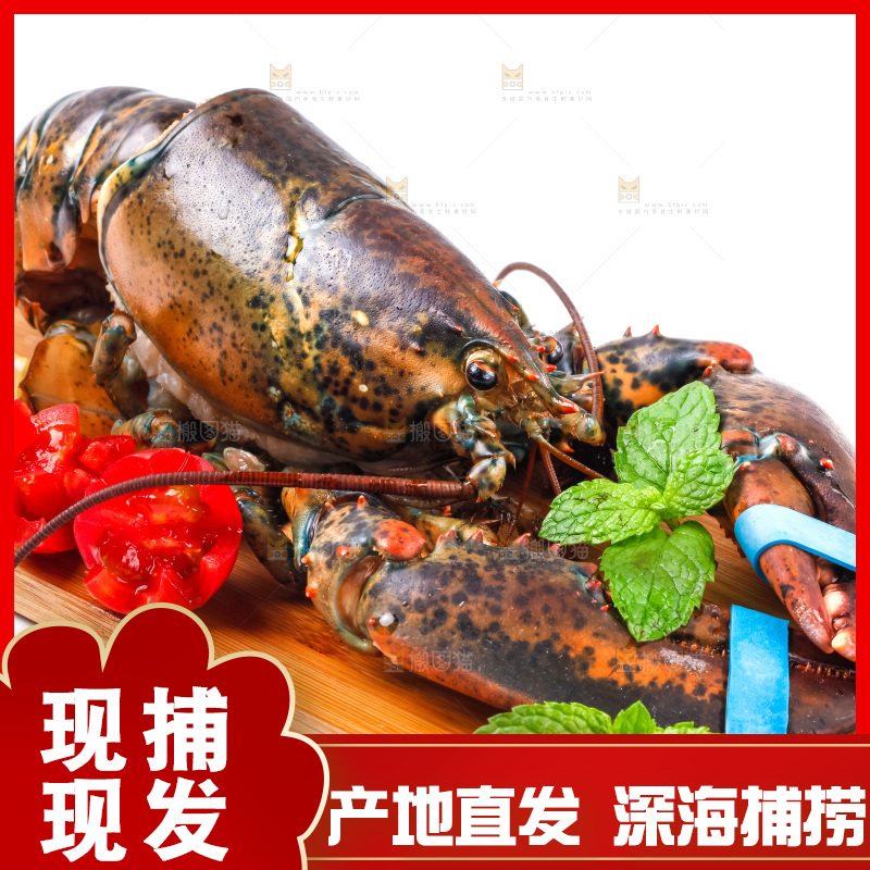 浅底上的澳洲龙虾