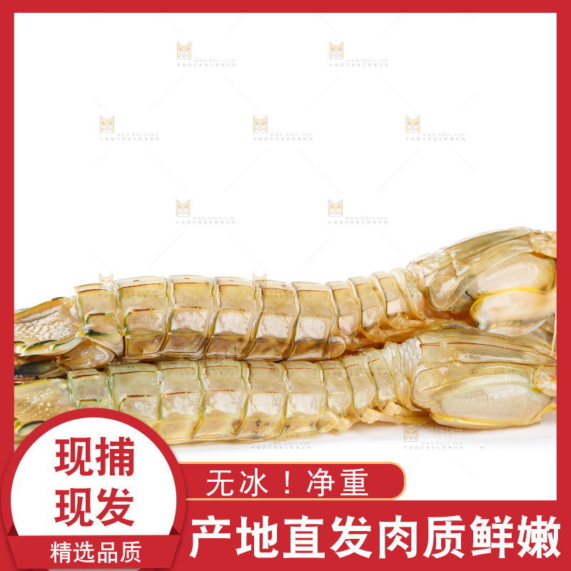 白底上的濑尿虾