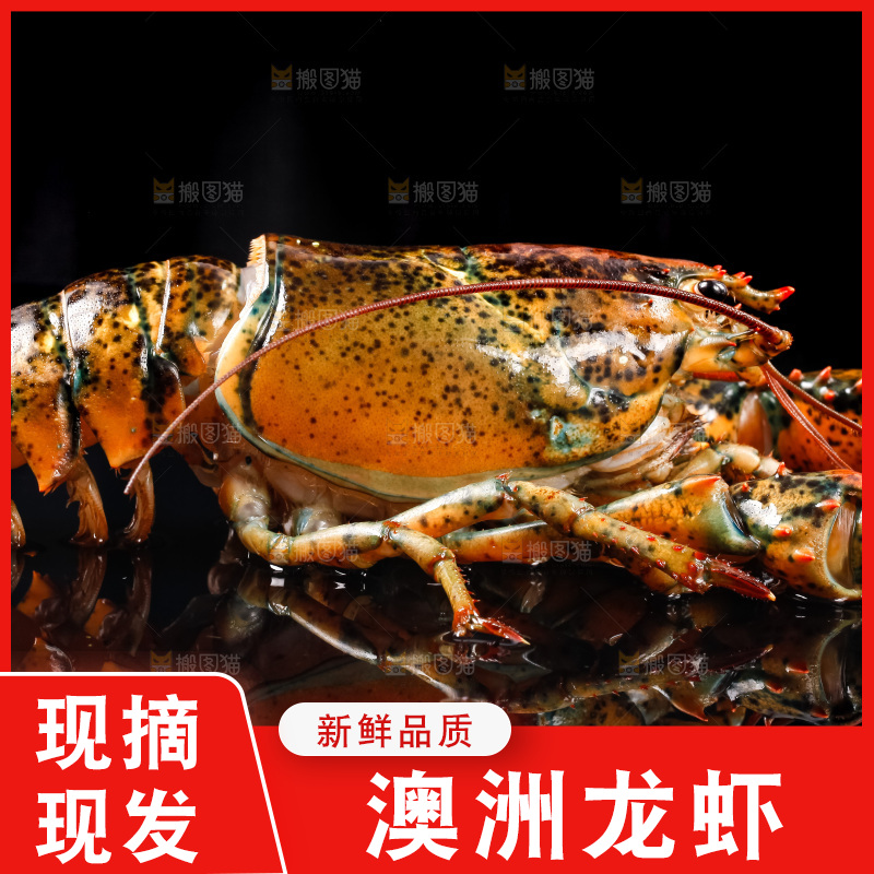 黑底上放着波士顿龙虾