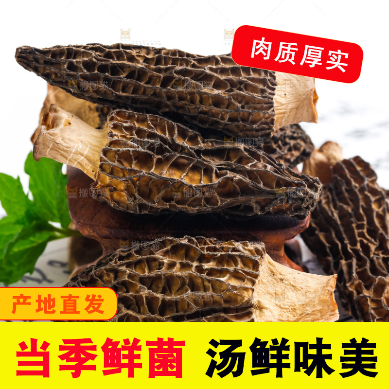 浅底上的云南羊肚菌