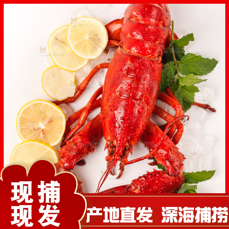白底上放着澳洲大龙虾