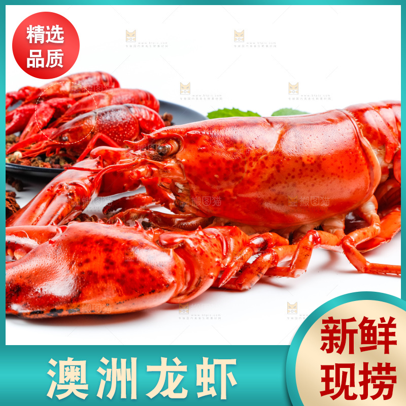 白底上放着澳洲大龙虾