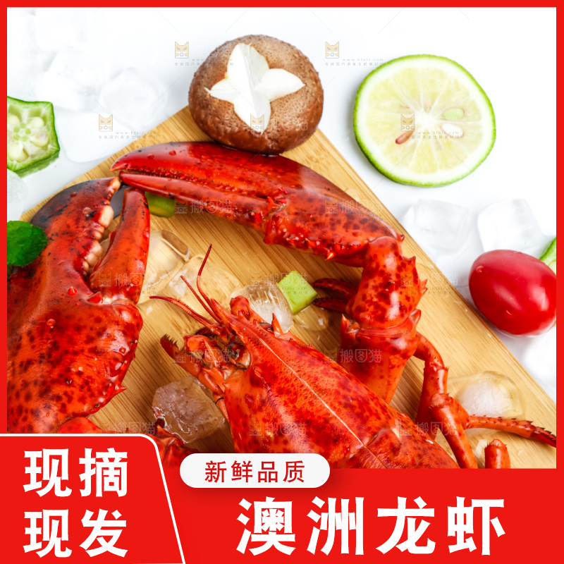 浅底上的澳洲大龙虾