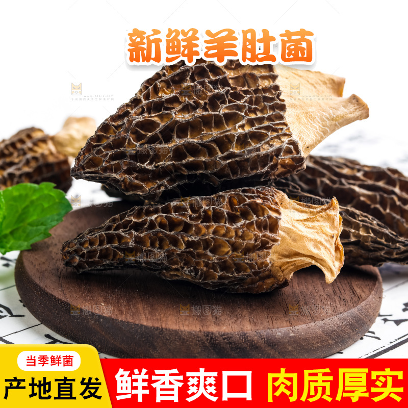 浅底上的云南羊肚菌