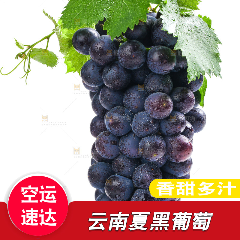 白底上的夏黑