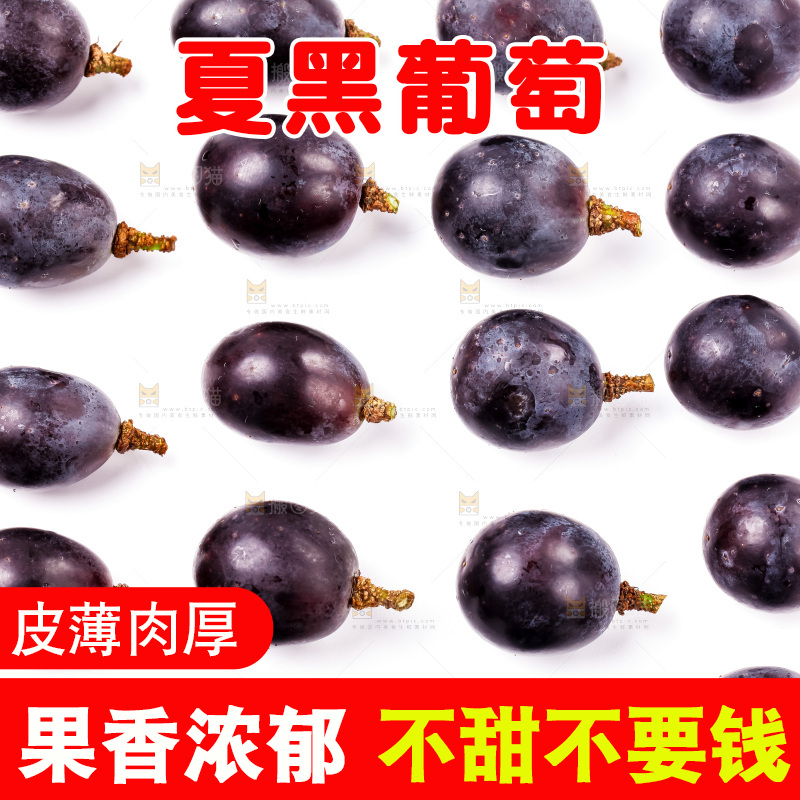 新鲜夏黑放在白底上