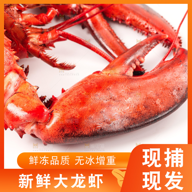白底上放着澳洲龙虾