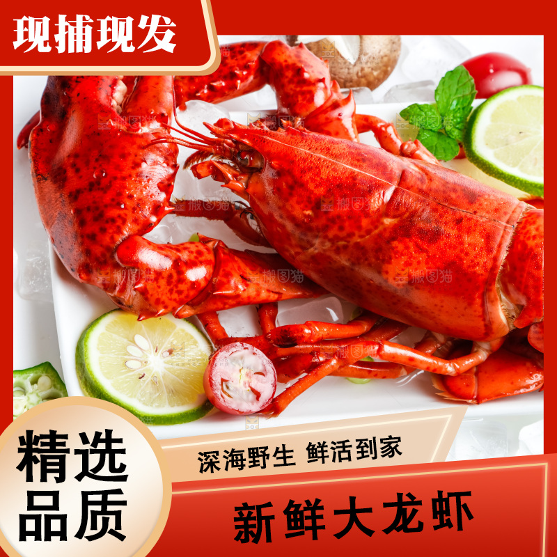 浅底上的澳洲大龙虾