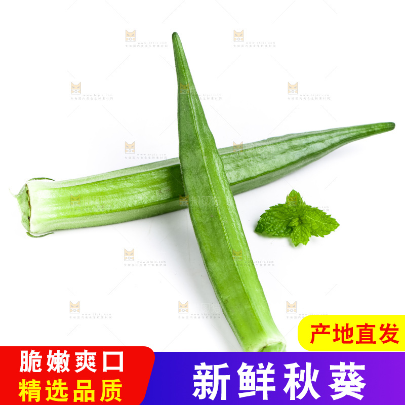 白底上的新鲜秋葵