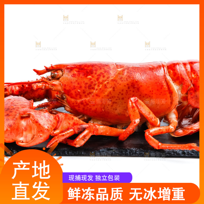 黑石板上的澳洲大龙虾