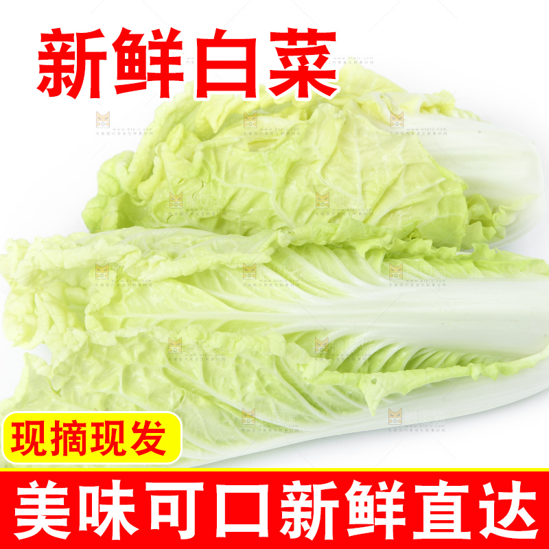 白底上放着大白菜
