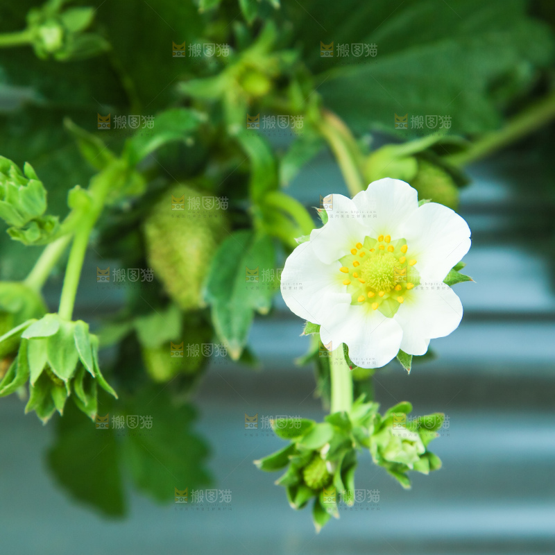 草莓种植基地