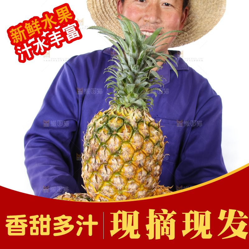 农民手里拿着香水菠萝
