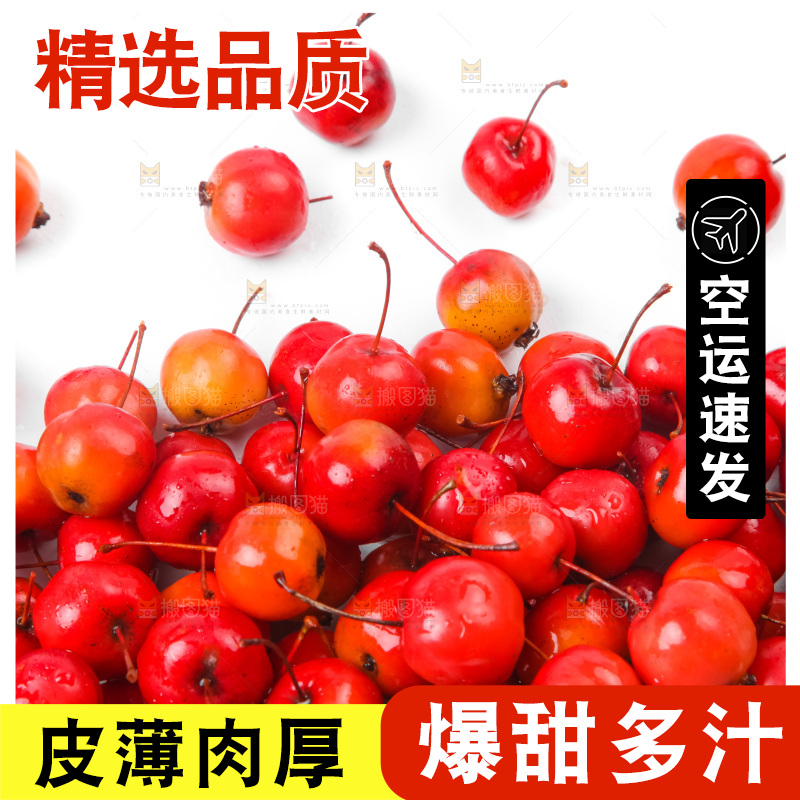 白底上的东北海棠果