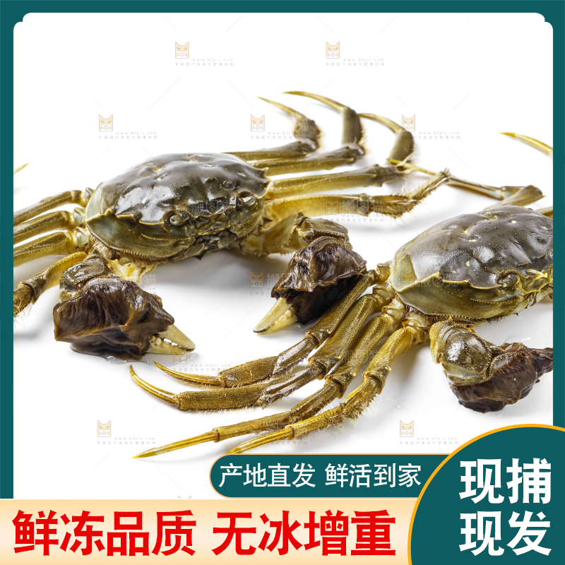 浅底上的鲜活螃蟹