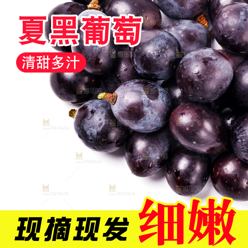 新鲜夏黑放在白底上