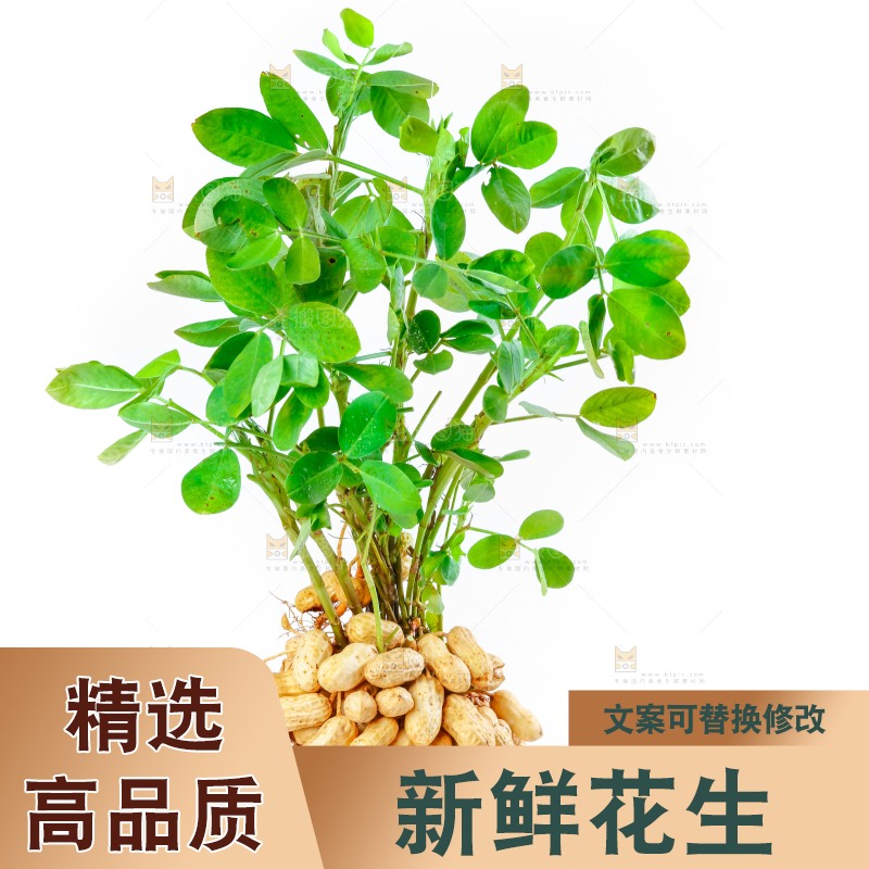 白底上手里拿着新鲜带壳花生