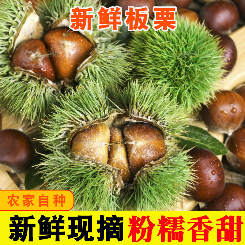 深底上放着迁西板栗