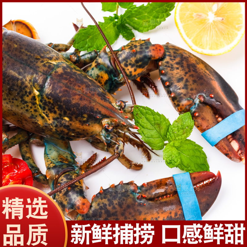 浅底上的澳洲龙虾
