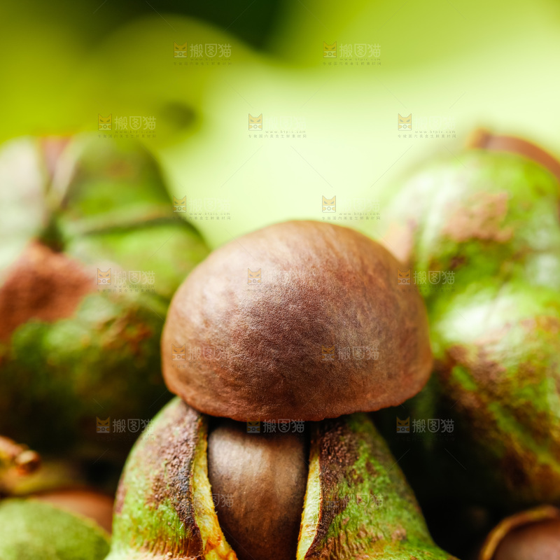 深底上的茶树果