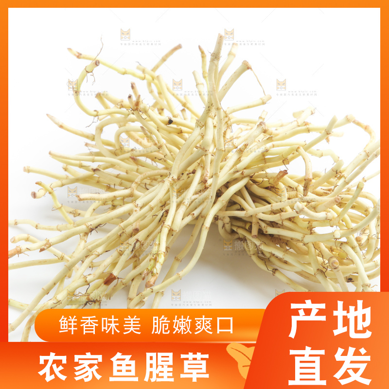 白底上的鱼腥草