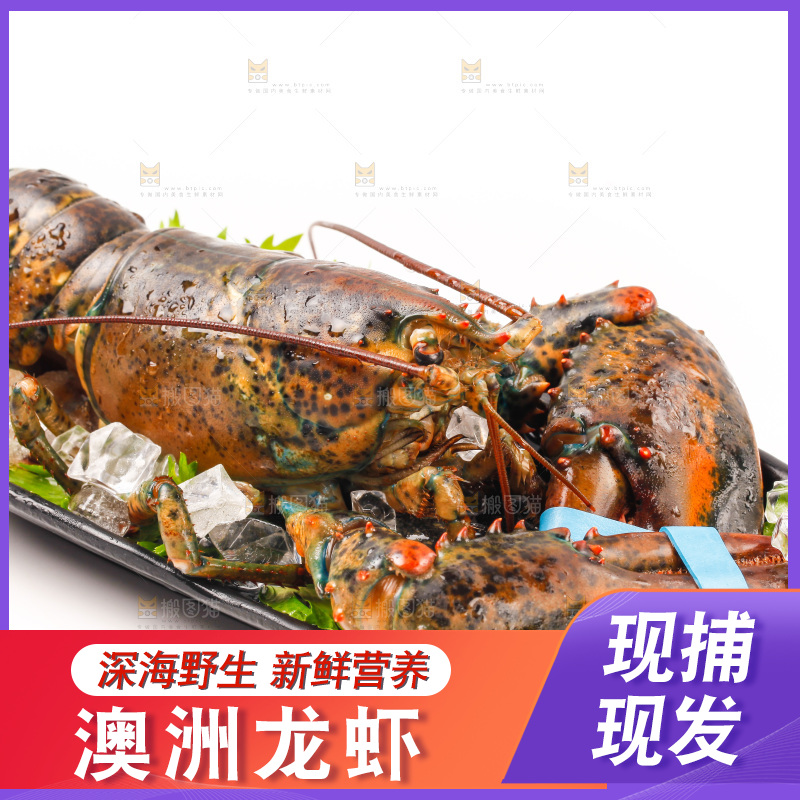 一盘澳洲大龙虾放在白底上