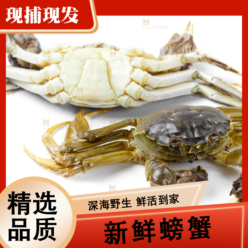 浅底上的鲜活螃蟹