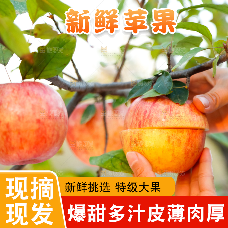 手里拿着新疆冰糖心苹果