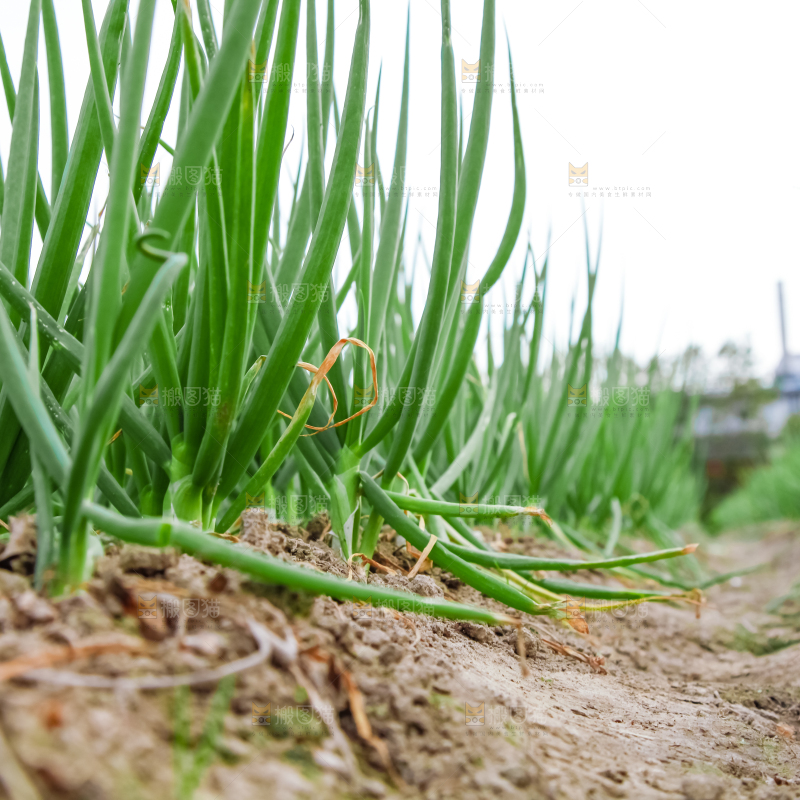 地里长着小葱