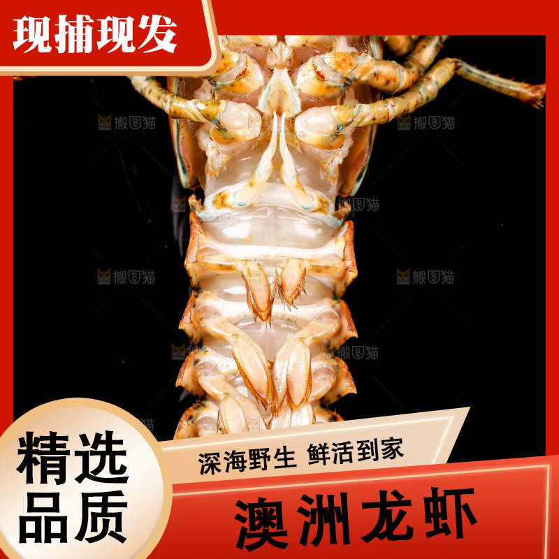 黑底上放着波士顿龙虾
