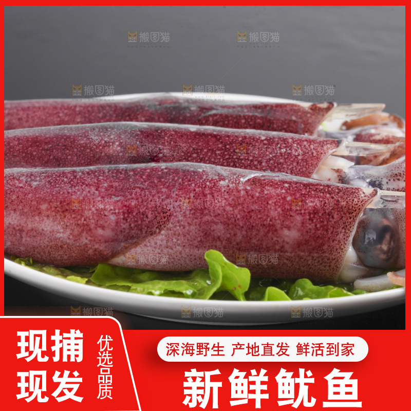 黑底上的鱿鱼