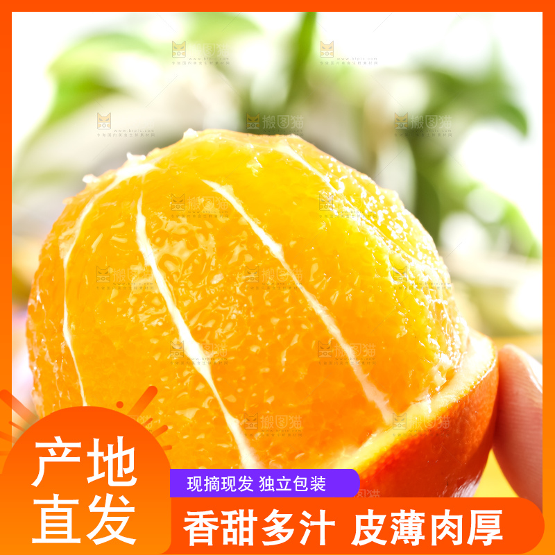 黄板子上的冰糖橙