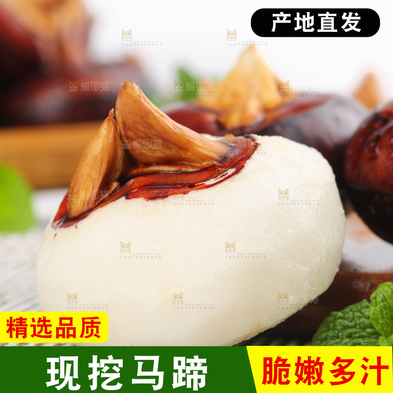 浅底上的马蹄果