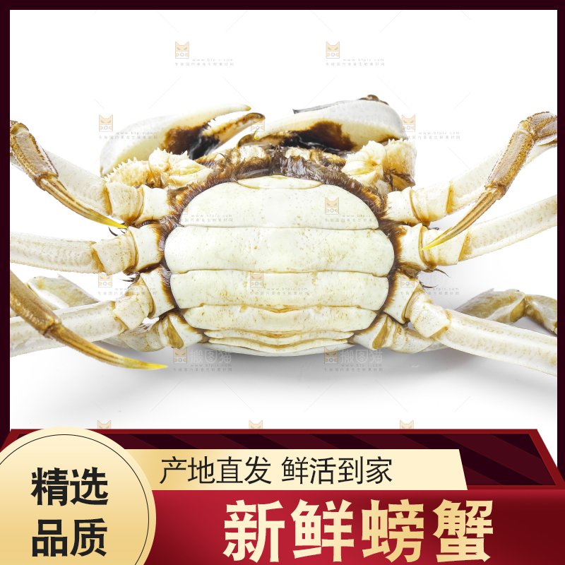 浅底上的鲜活螃蟹
