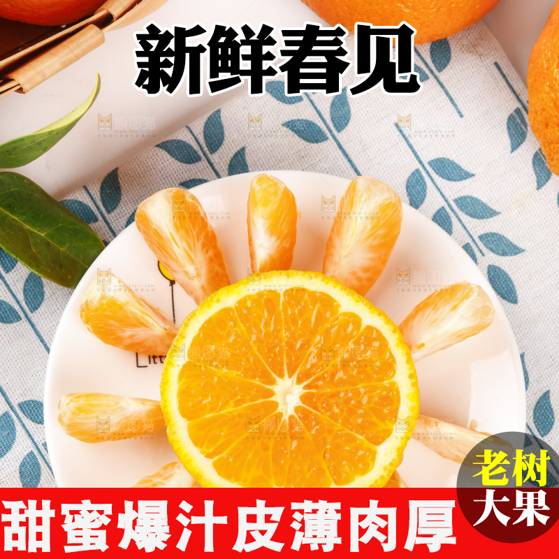 浅底上的春见耙耙柑