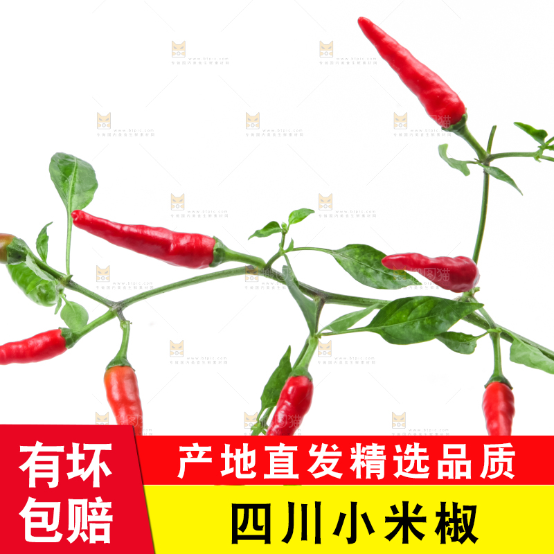 白底上的小米椒