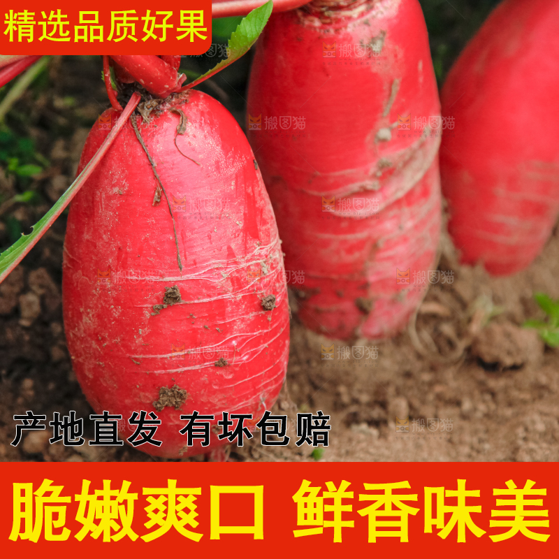 地里长着红萝卜
