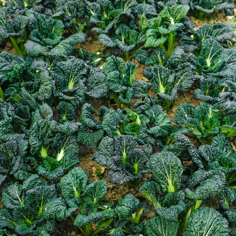 地里种着蔬菜