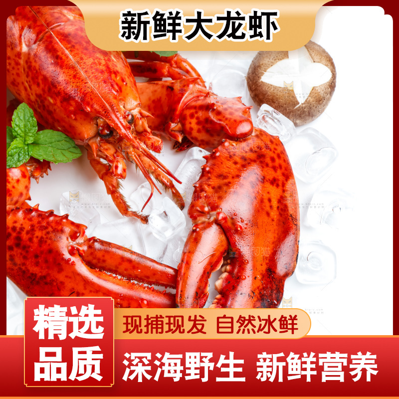 白底上放着澳洲大龙虾