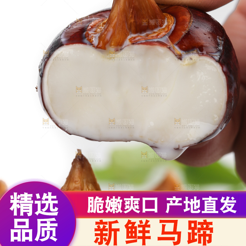 手里拿着湖北新鲜马蹄