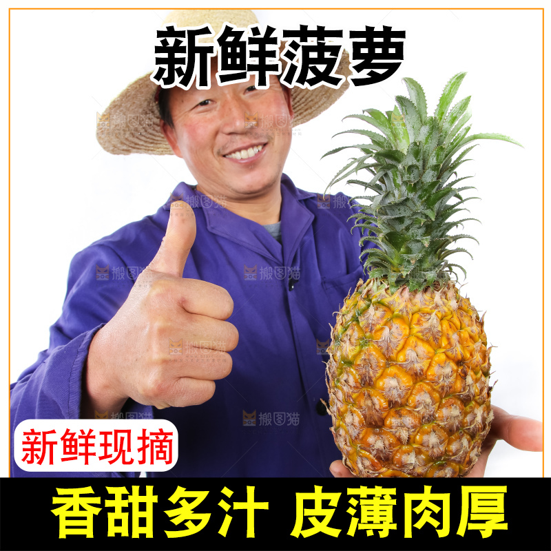 农民手里拿着香水菠萝
