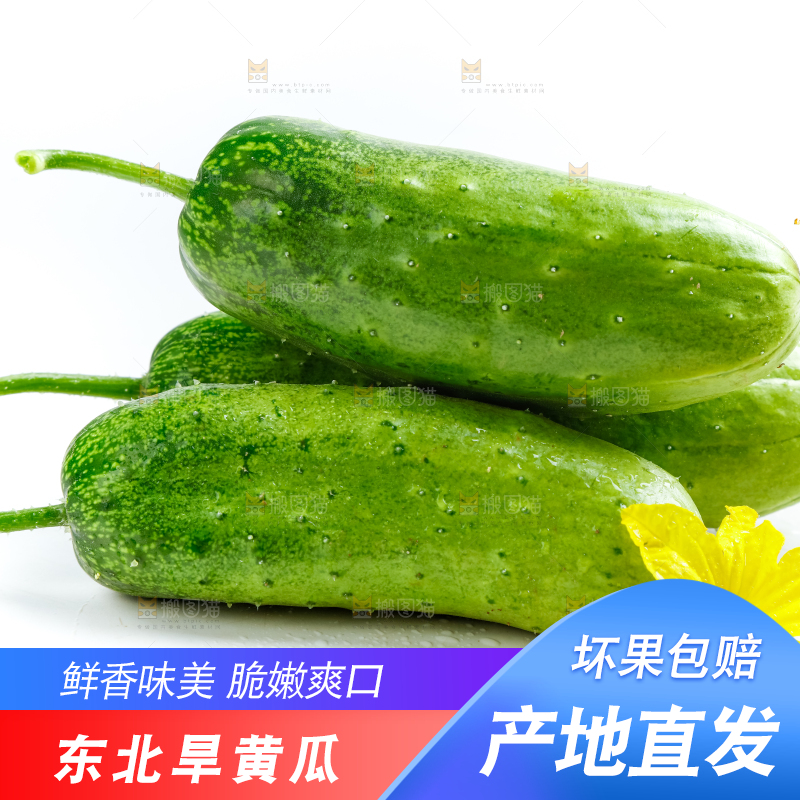 白底上的小黄瓜
